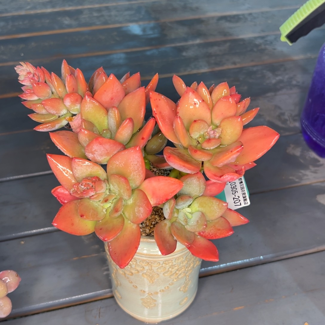 -0305-多肉一物一拍207