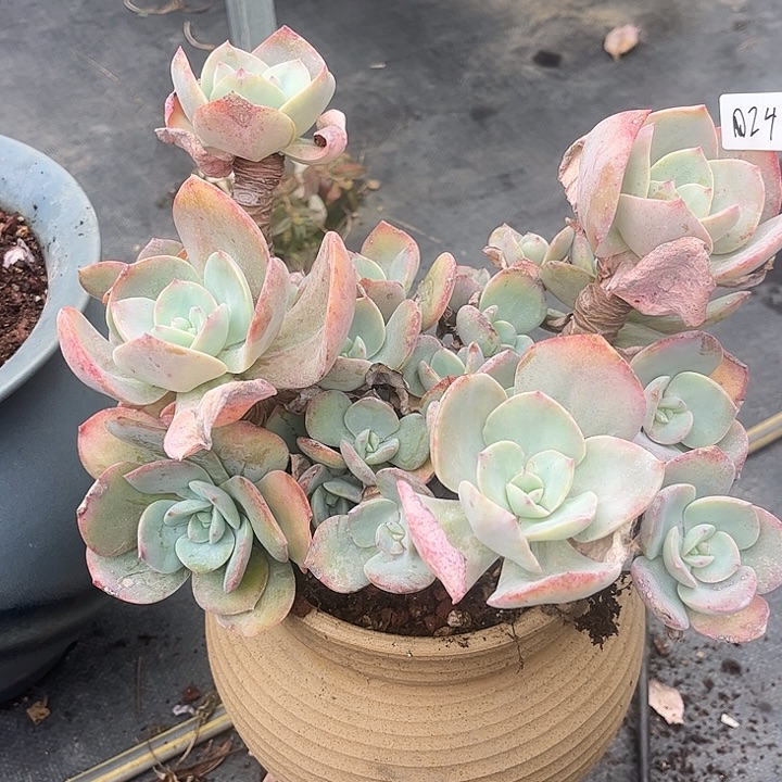 小****024白凤脱土岁货不退不换