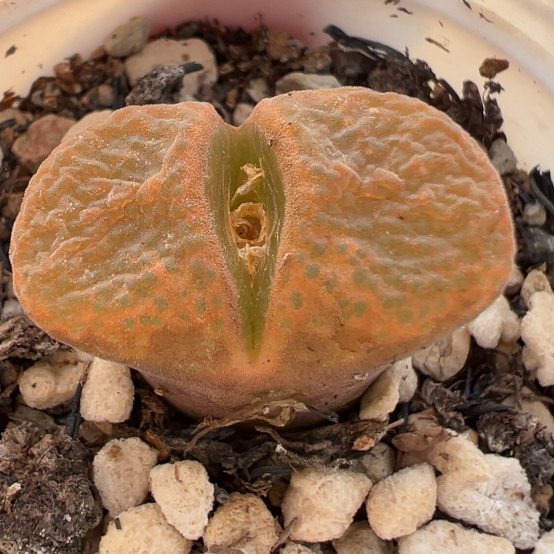 风铃多肉植物百科