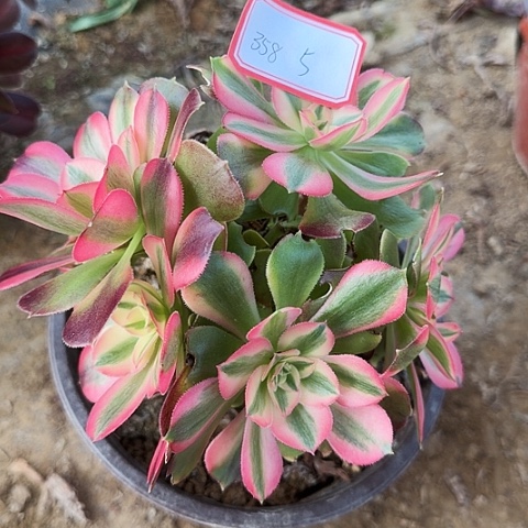 多肉植物香妃358号