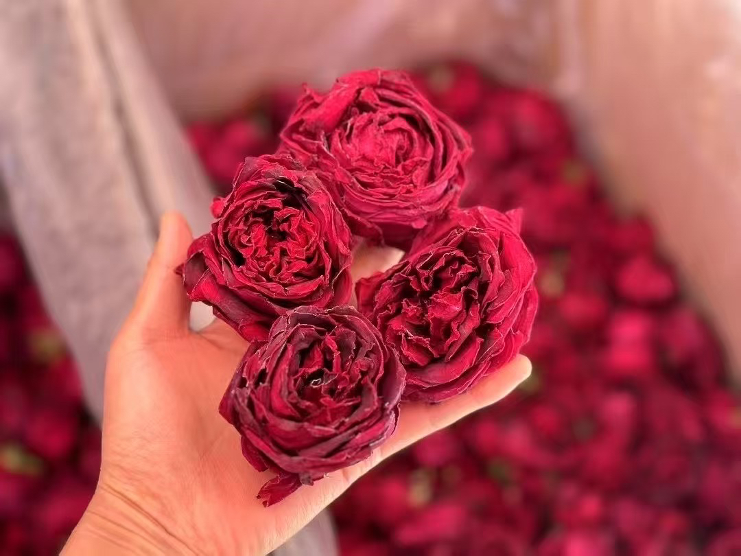 云南冻干大朵墨红玫瑰