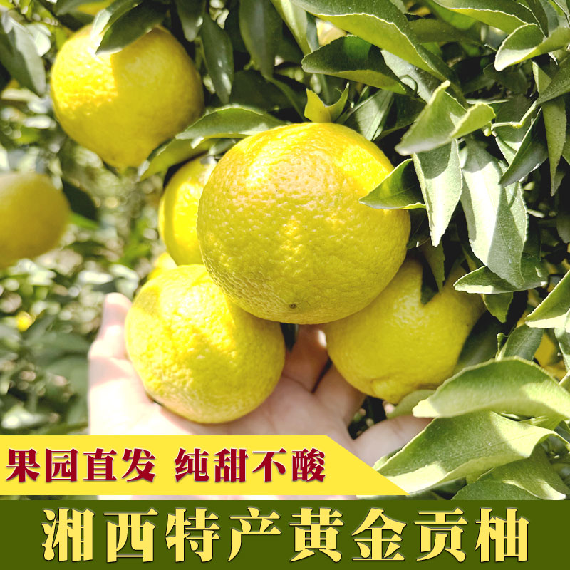【高品质精品】湘西岩拢黄金贡柚纯甜象山青清甜多汁橙子橘子水果1