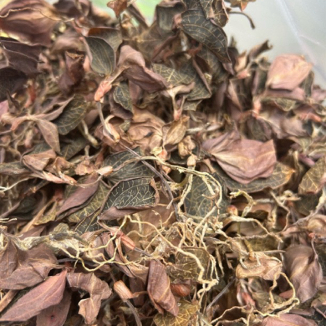 云南特产野生下山金莲子菇金线莲