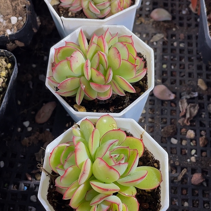 帕拉梅拉群带盆土发