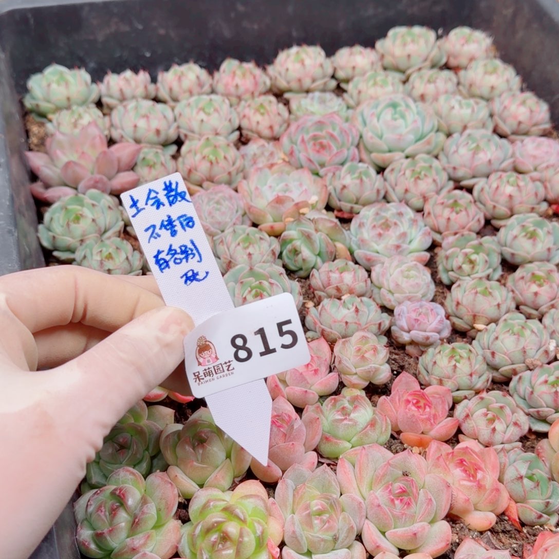 多肉植物多肉植物