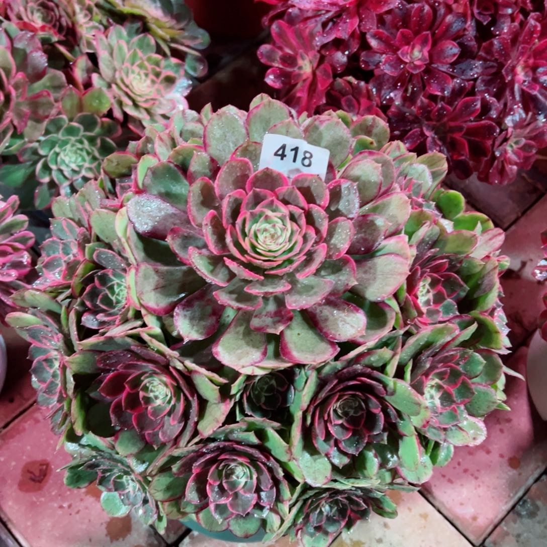 418粉花妖法师多肉植物