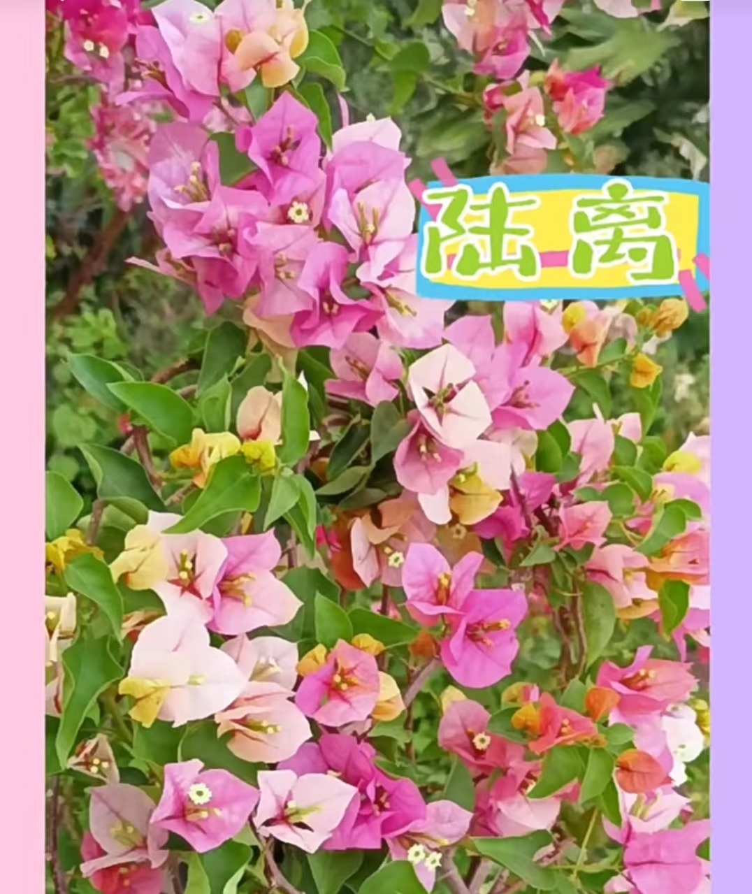 【陆离】0.5加仑原盆带花四季勤花爬藤庭院绿植