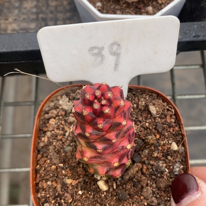 伯克利和格蕾纳等著名音乐家