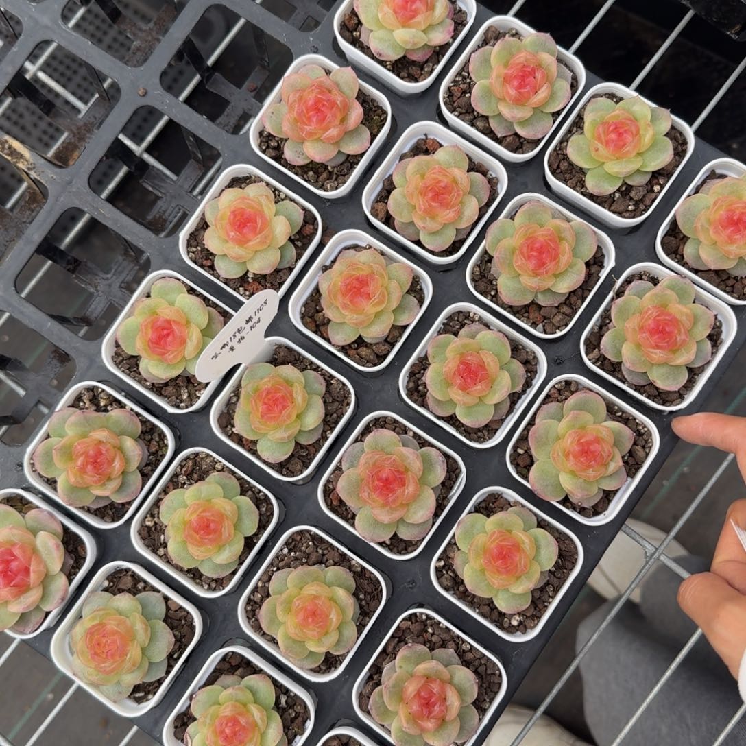 1108-104-追月单头量拍