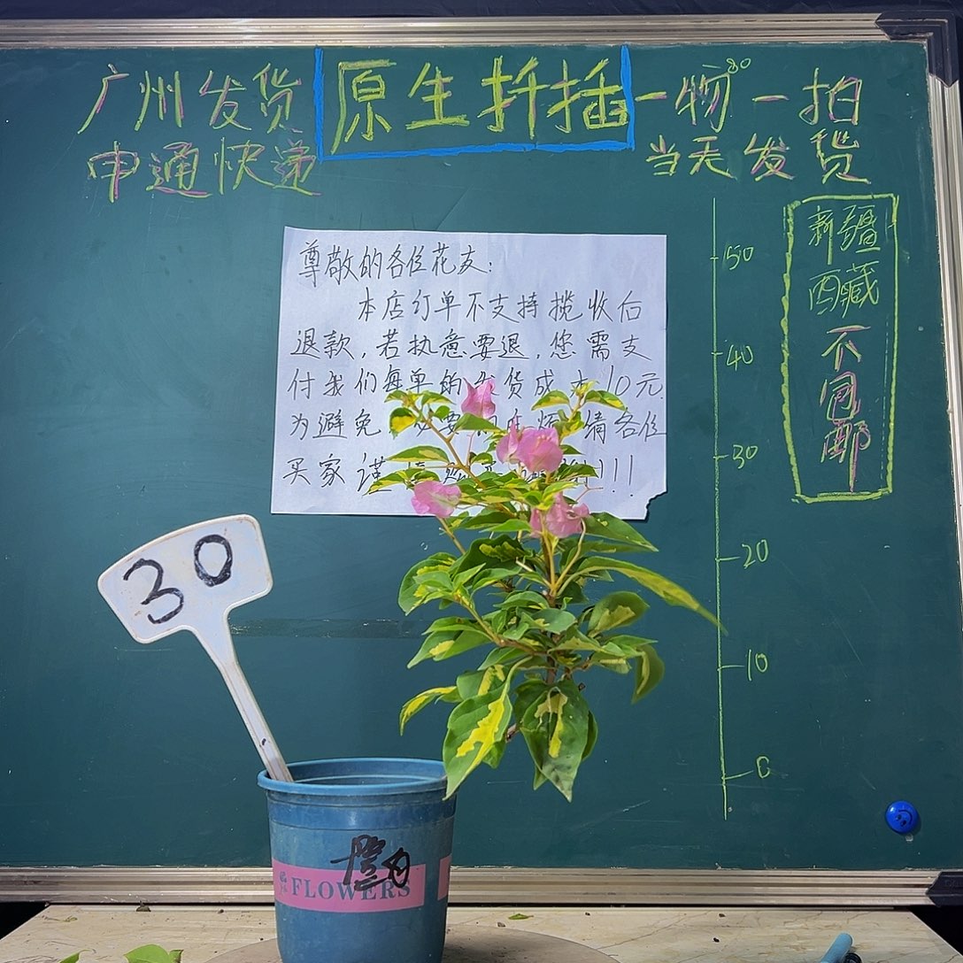 当前无花栽培后可以开花金心橙白30
