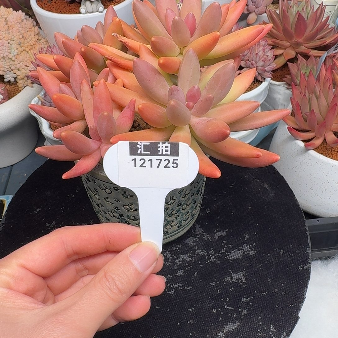 精品多肉植物121725