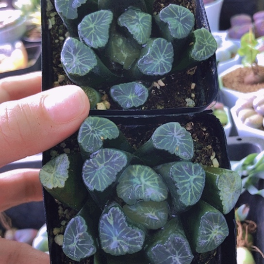 无花朵1179，2颗万象如图