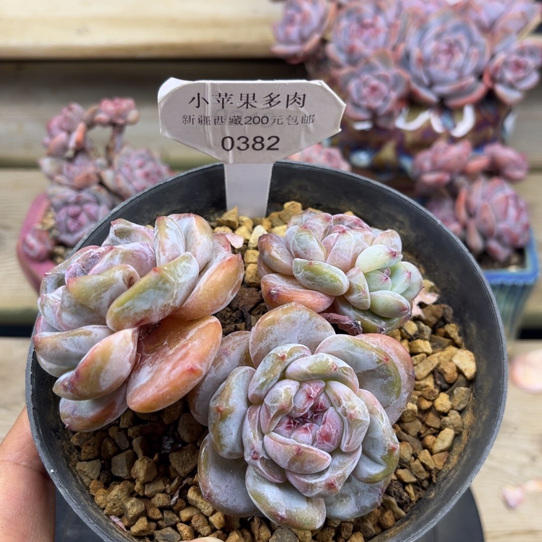 绿底紫心382/10cm3头