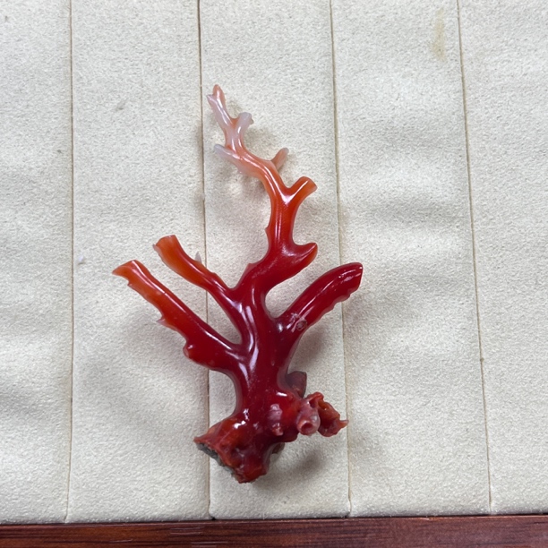 阿卡珊瑚原枝小摆件挂件饰品小树毛衣链吊坠红珊瑚【国检证书】