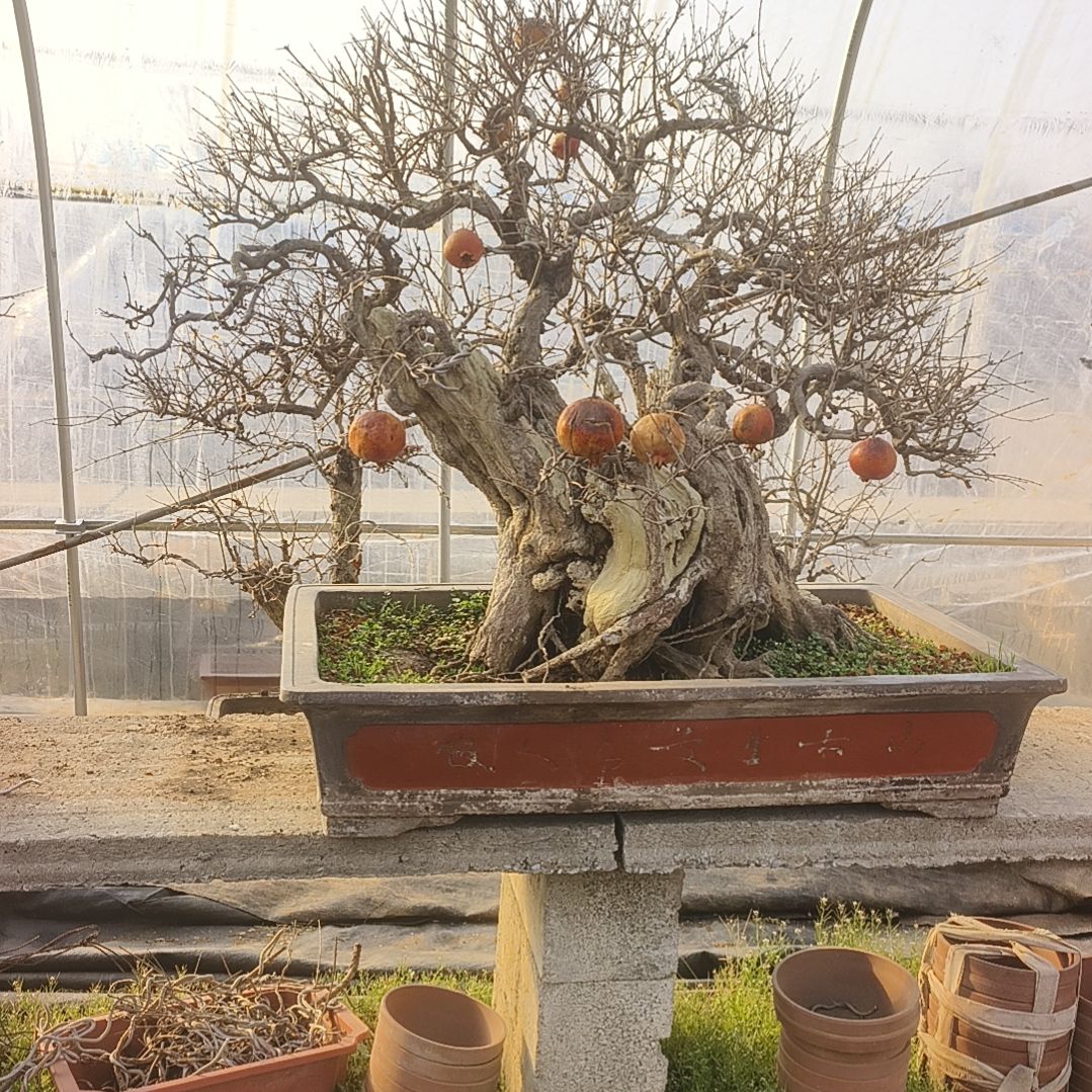 以实际为准精品山石榴老桩盆景