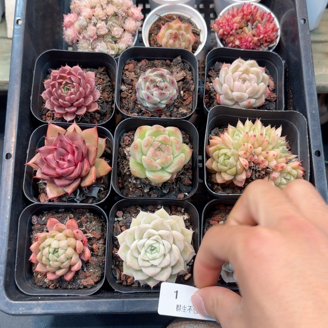 框拍框拍0207-01