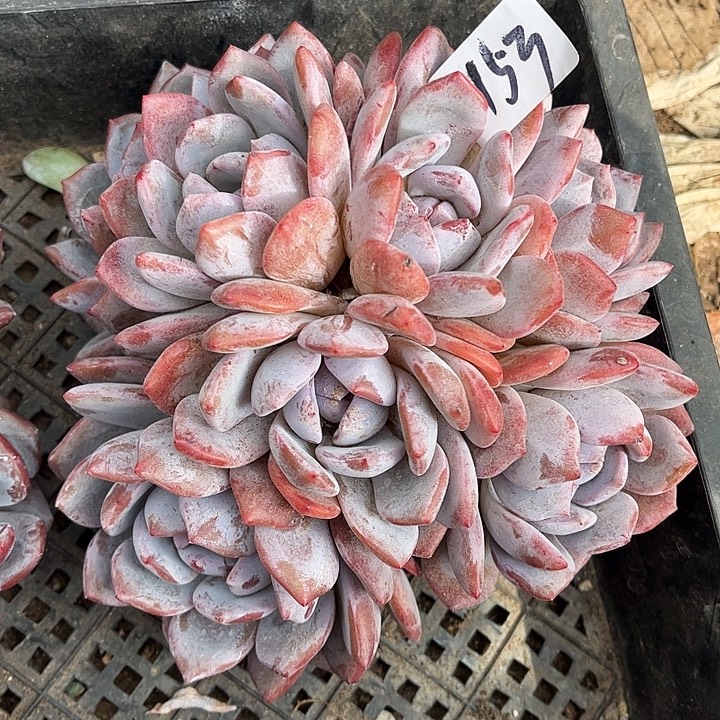 ****识惊鸿仙子一物一拍