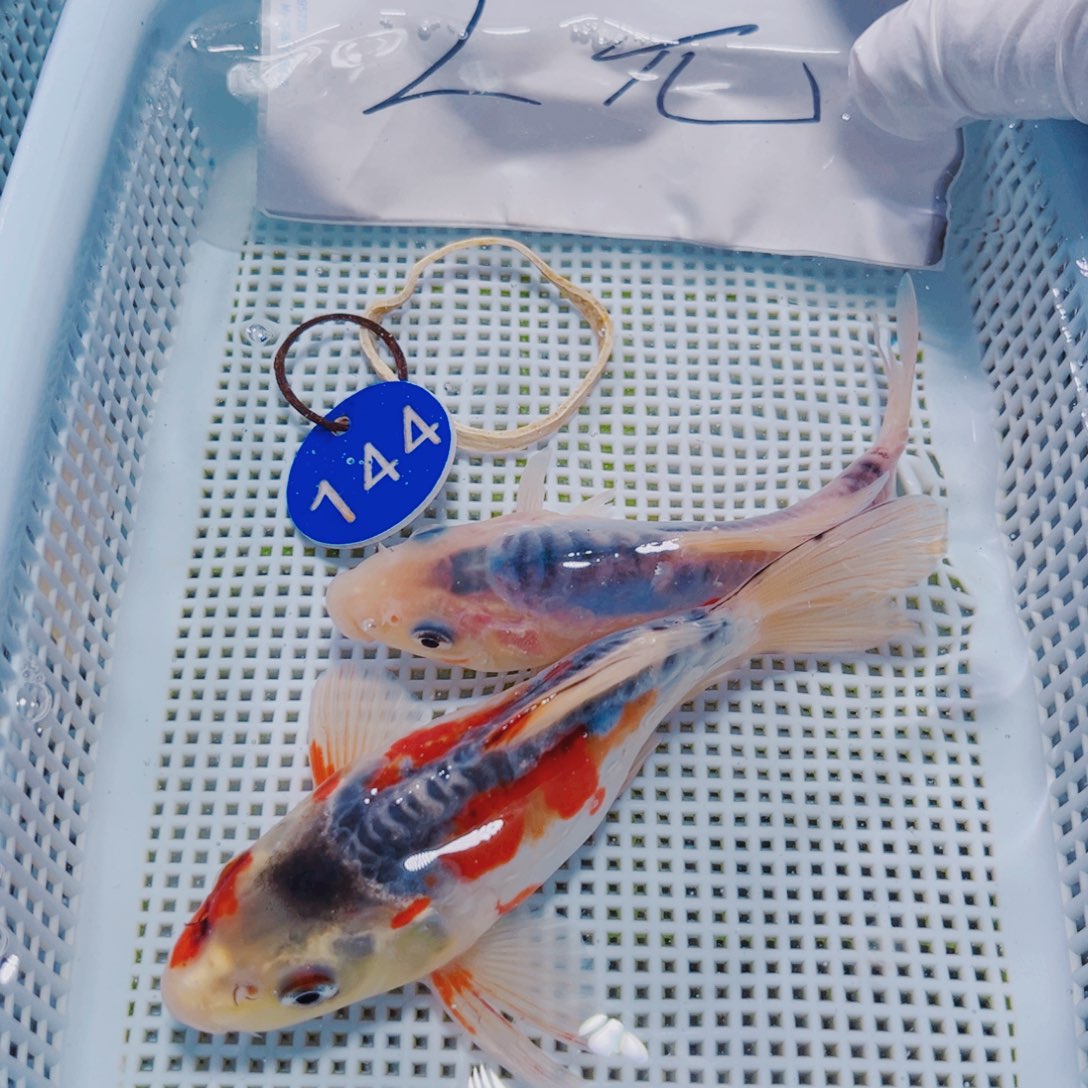 锦鲤144锦鲤冷水观赏