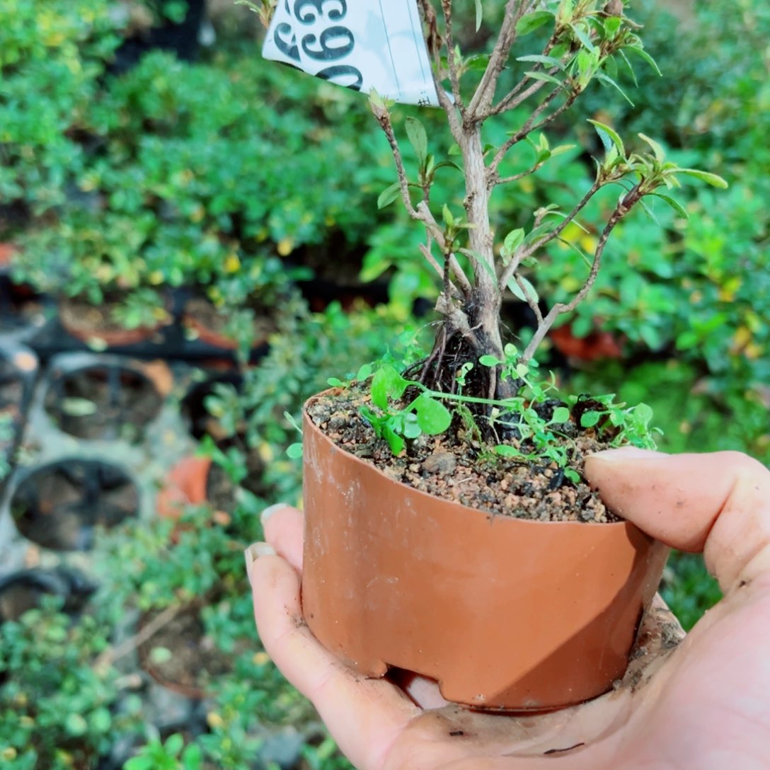 完全开放杜鹃花科植物的根