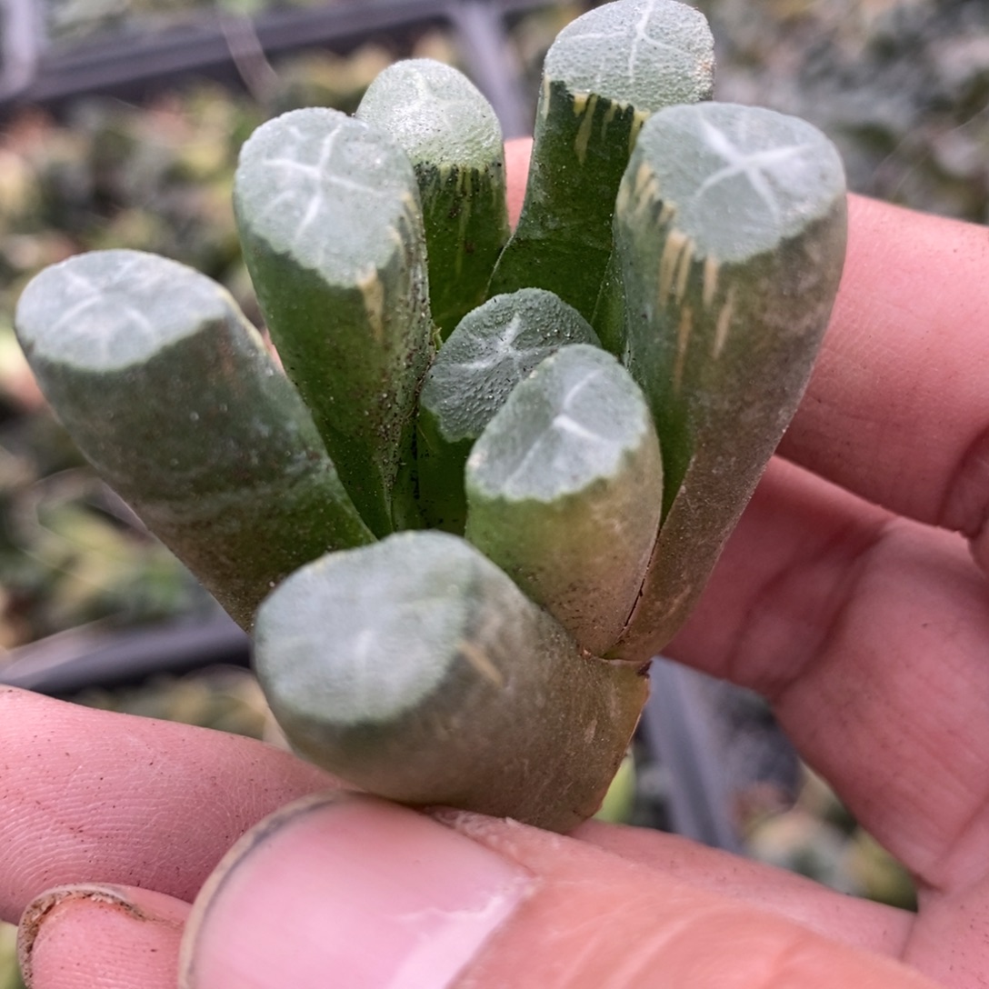 栖***云813 一颗福利。   