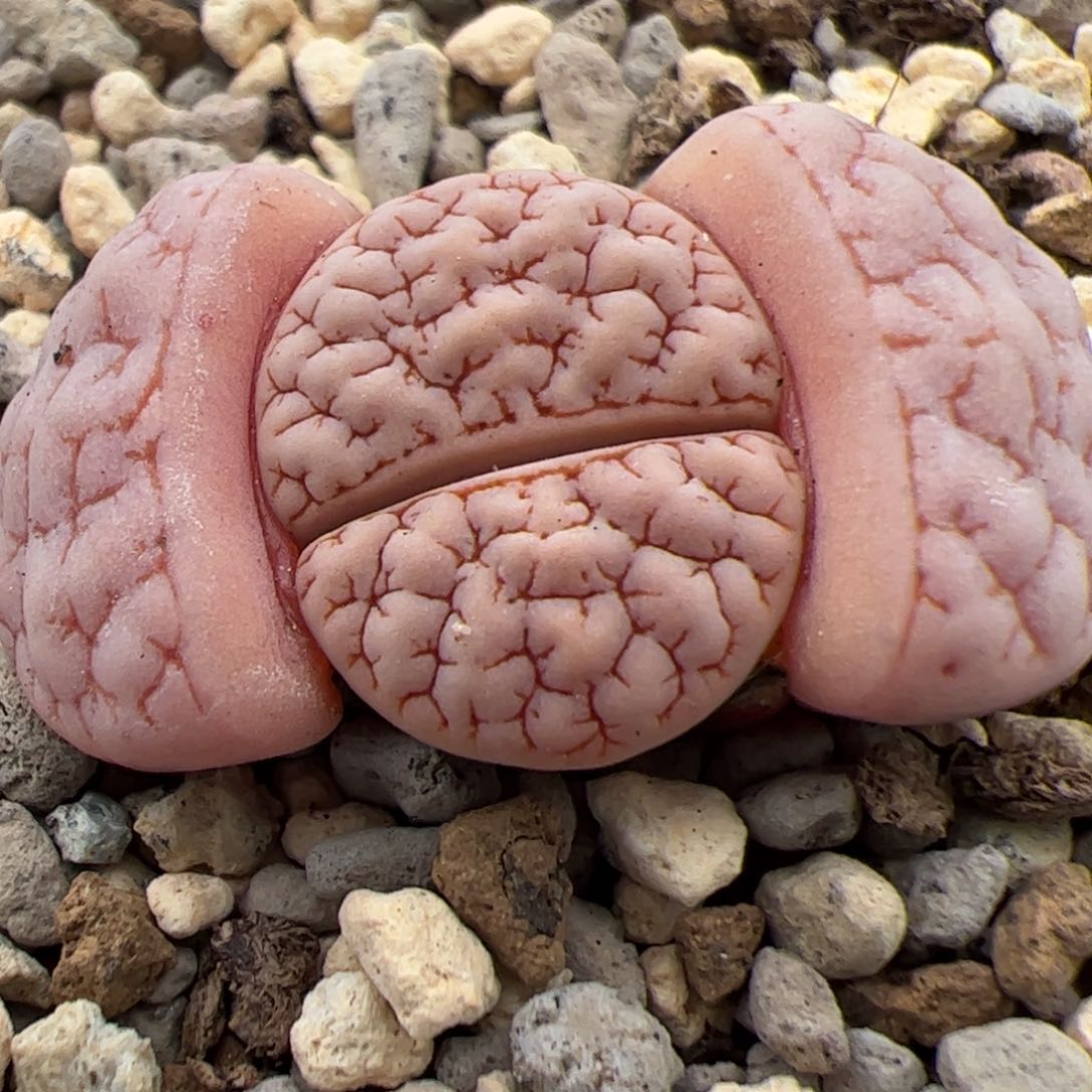 0495号189Oz多肉植物