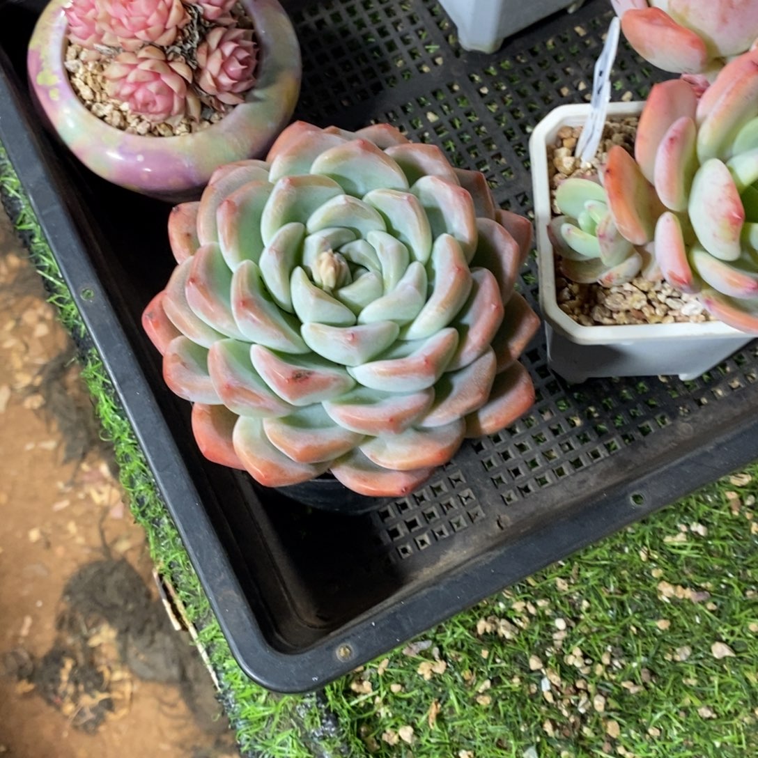 冰玉单头多肉植物