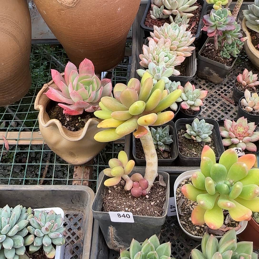 一**次840号 一物一拍