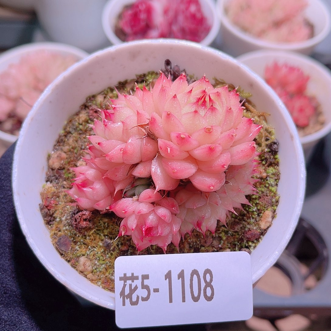 花利美5-1108海王