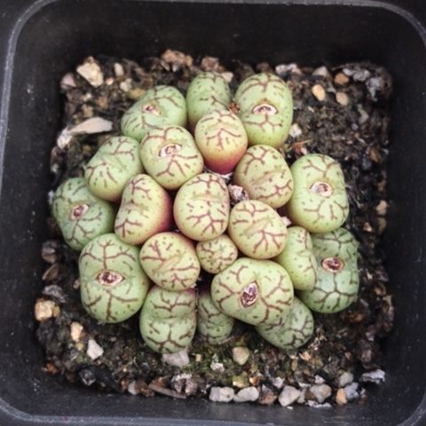 多肉肉锥 红纹青姬