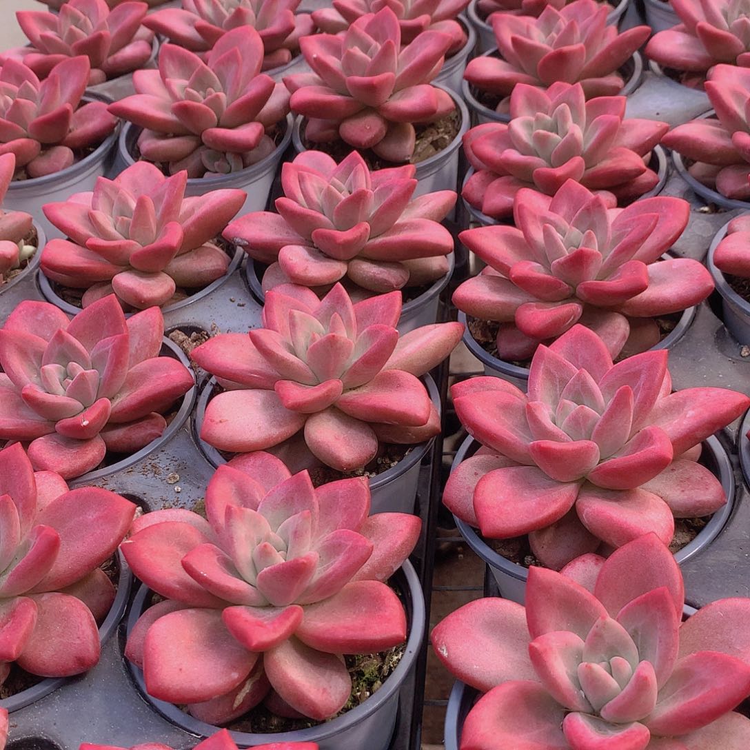 赫菲斯托单头45678999900