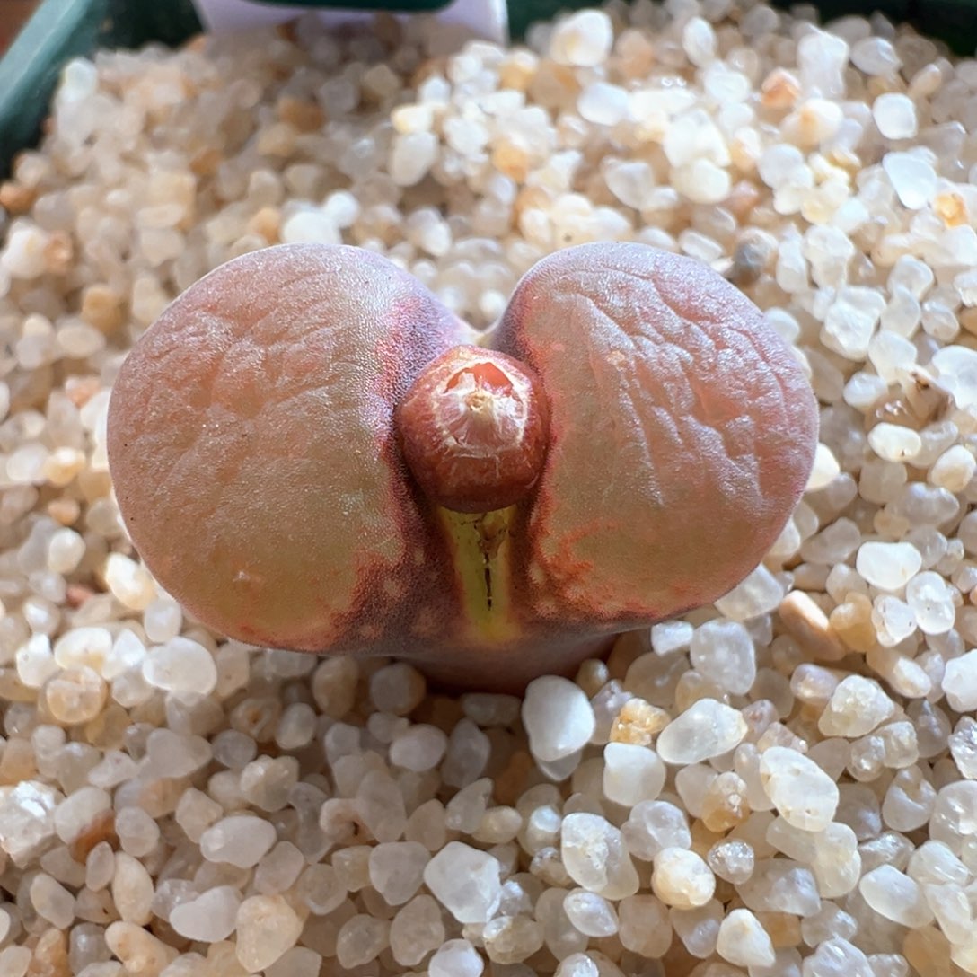 458优选pnsp四年半