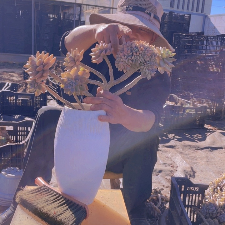 淡雪缀化一物一拍208