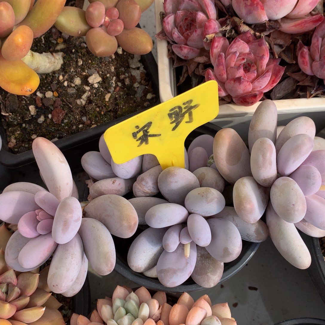 大叶72727272727272奶酪