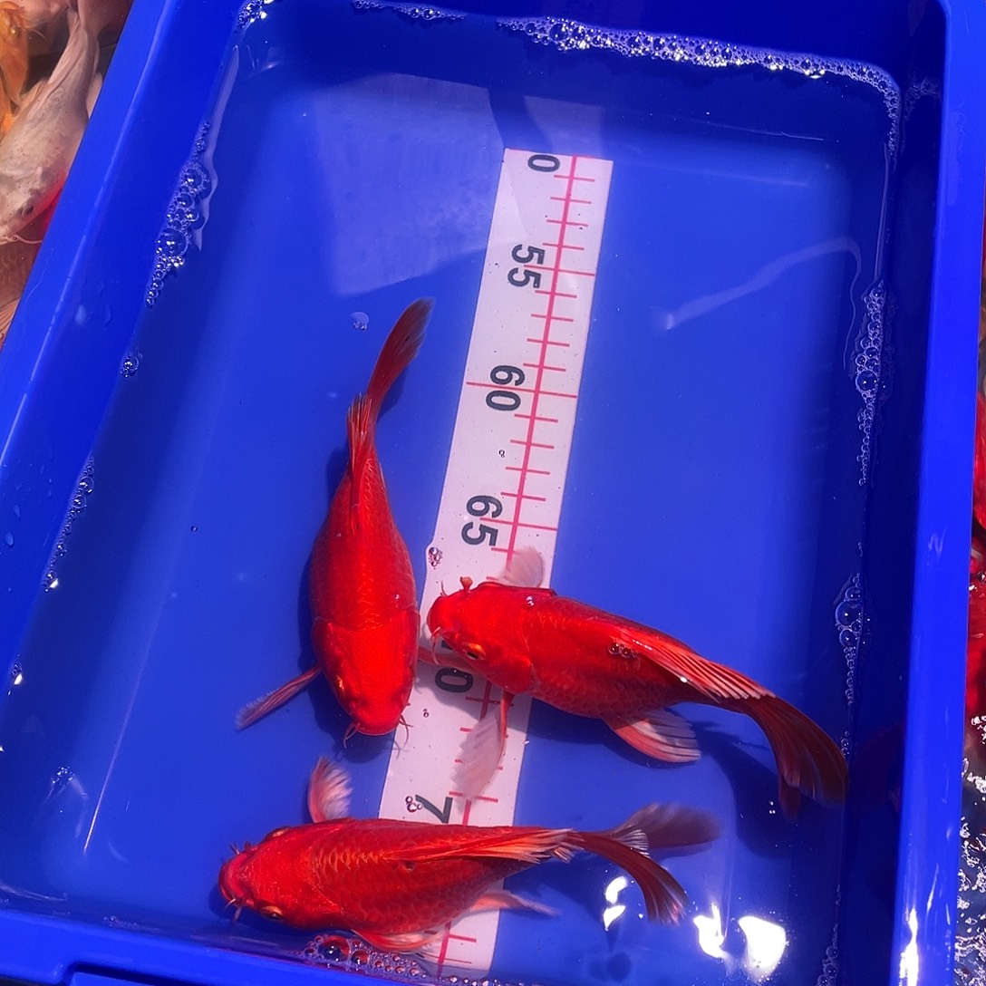 海水鱼观赏鱼精品