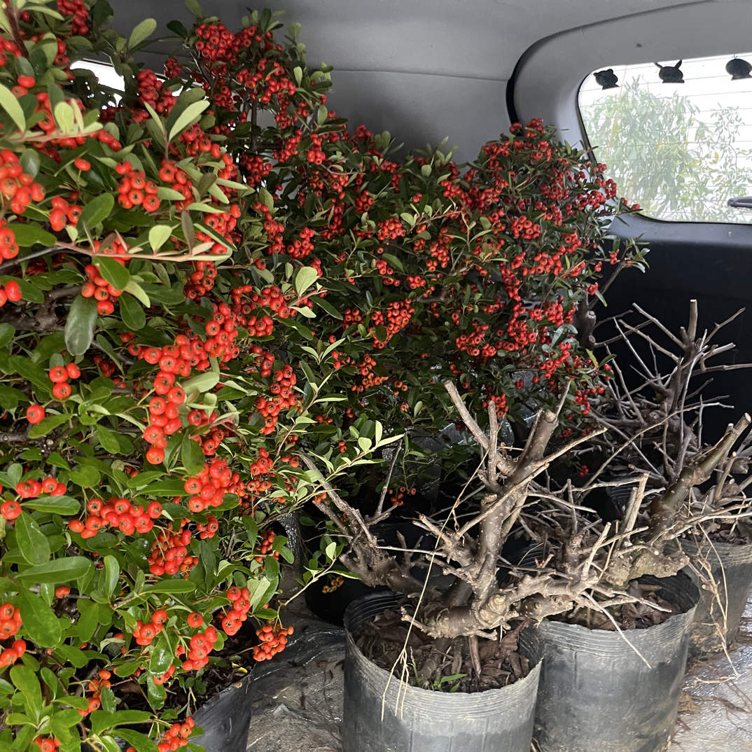 吉祥果火棘盆景喜水喜阳老桩南方北方均可种植好养易活