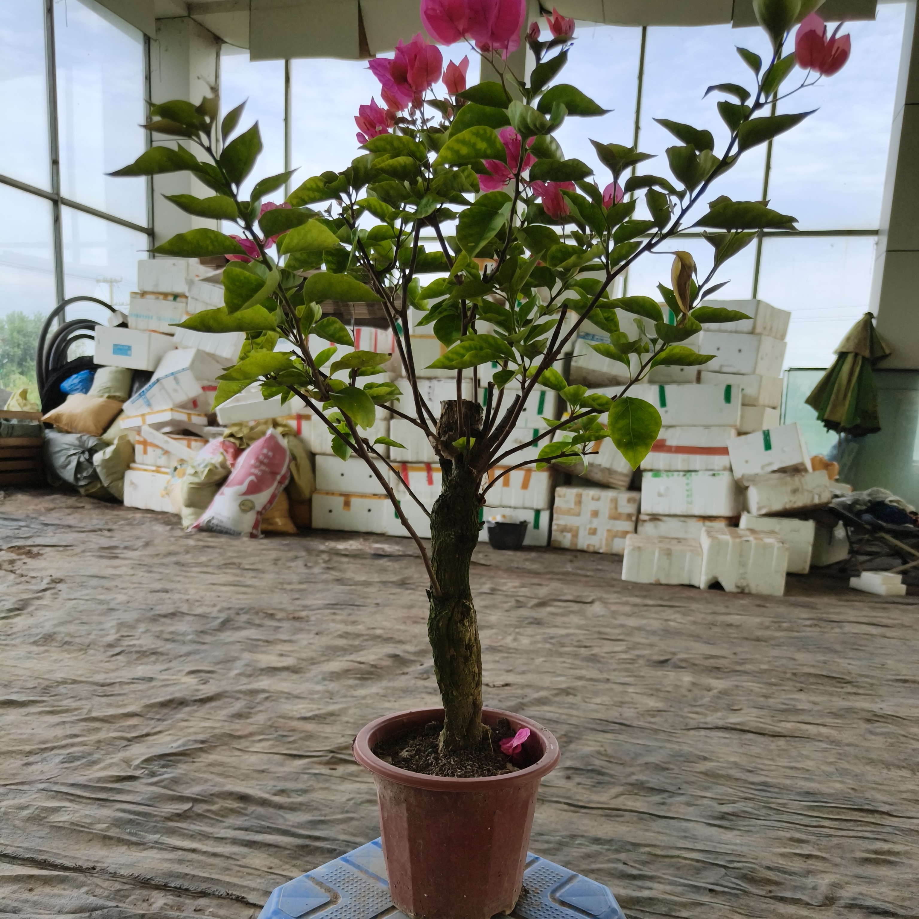 稀有三角梅盆栽花卉四季勤花好养带土带根带叶