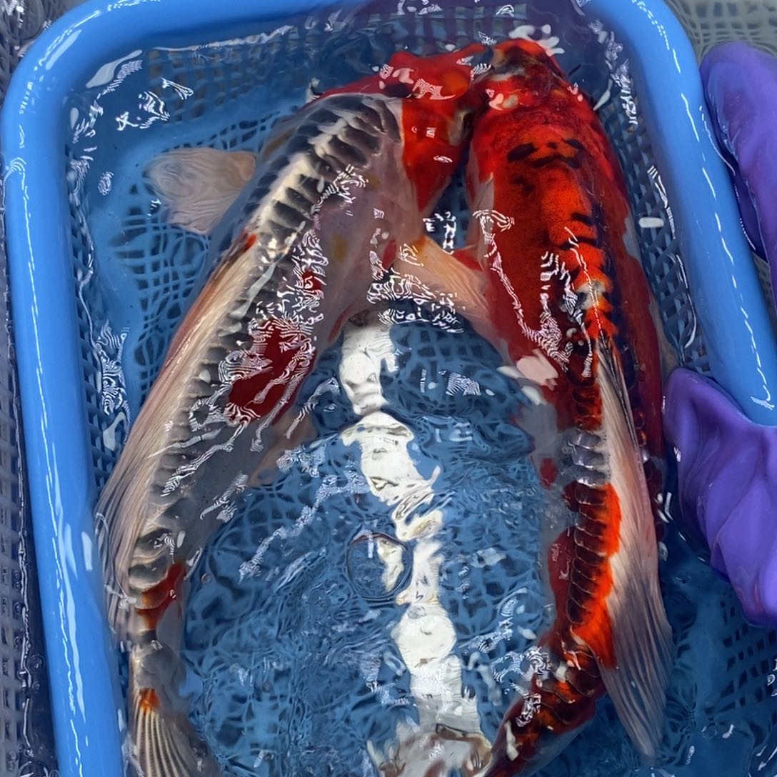 锦鲤冷水锦鲤包邮