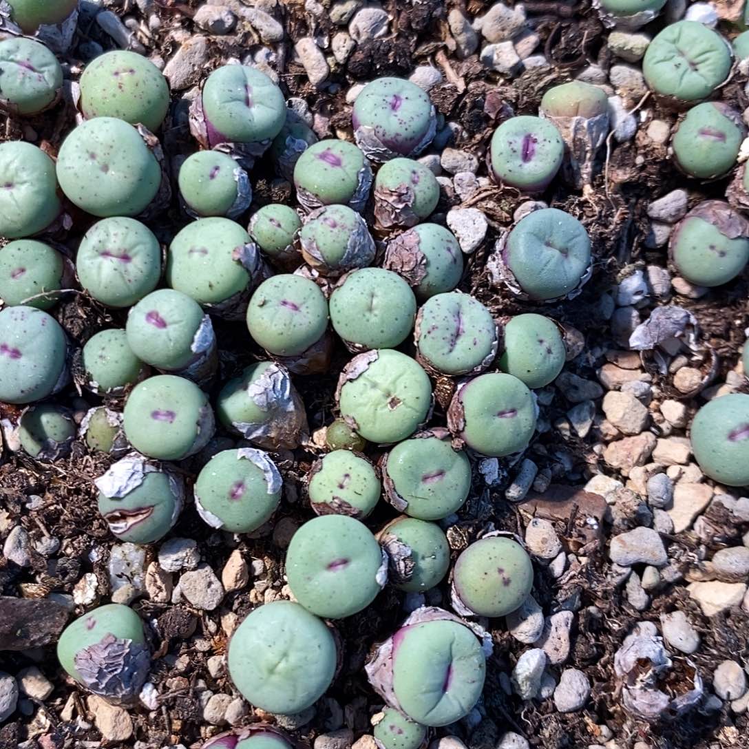 一颗编号混小红嘴。   