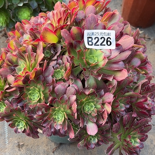 海一颗多肉法师植物