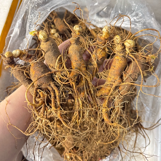 林下山参老锈带疤带绣老绣残林下参全绣林下参