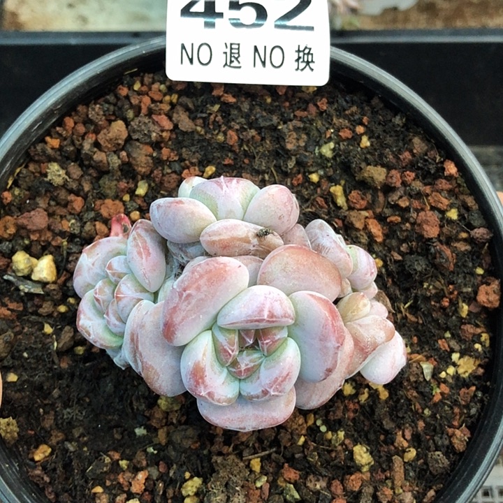 星影石榴籽福利出咯 452