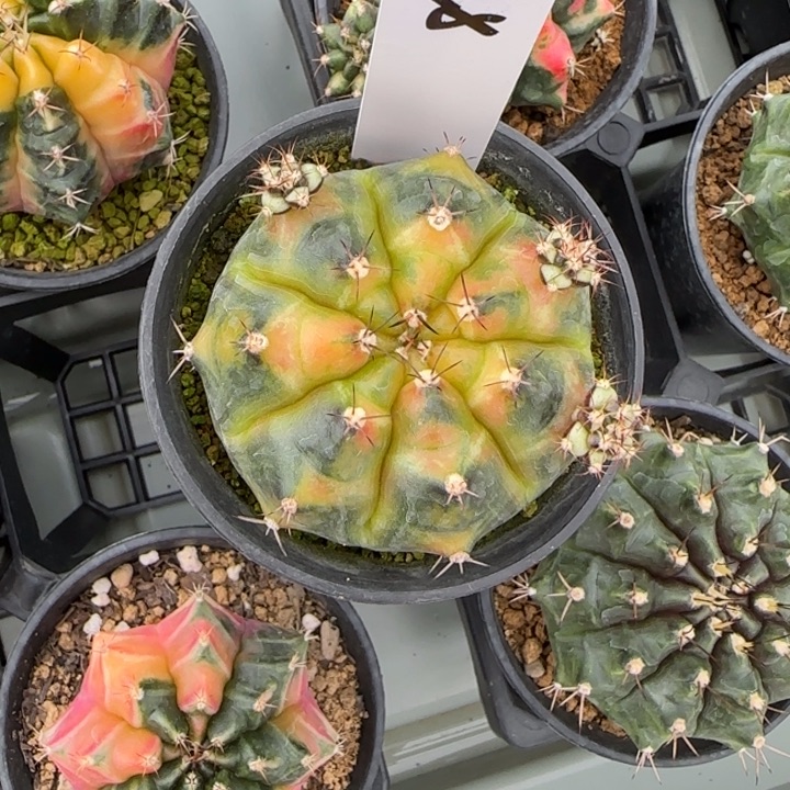 28-0208绿簑脱土发多肉