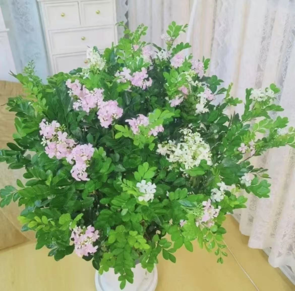 千里香盆栽九里香树苗独杆棒棒糖型原土发货