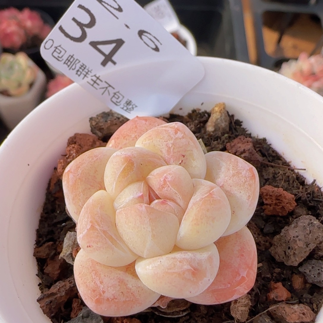 小脸冰玉一颗脱土