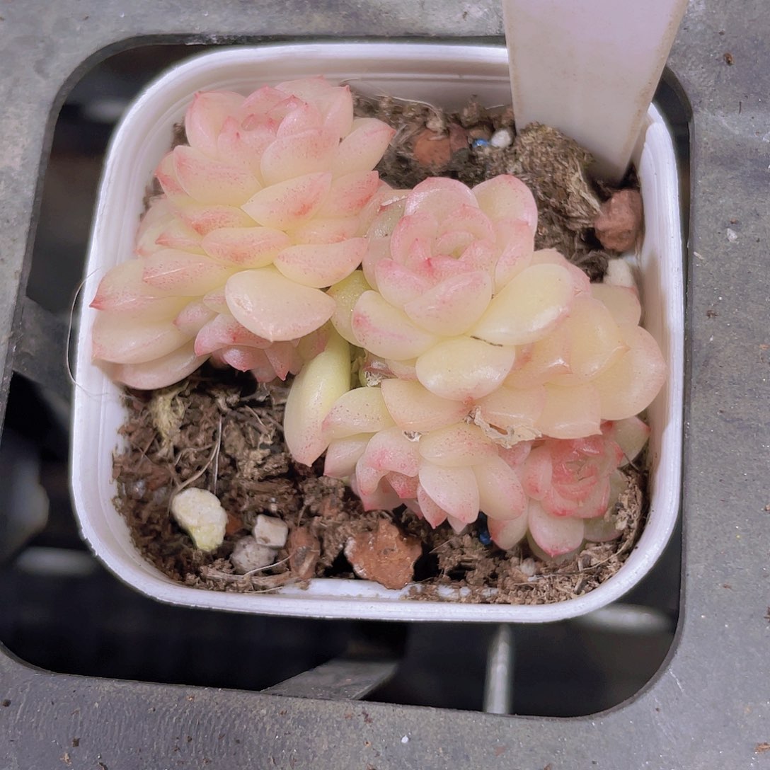 珍妮麦秆w081一物一拍