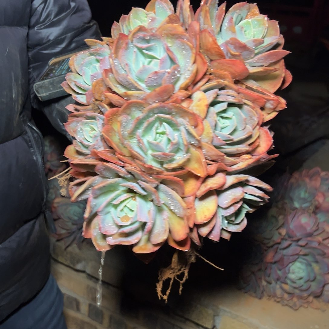 绮罗多头手捧 一颗发货