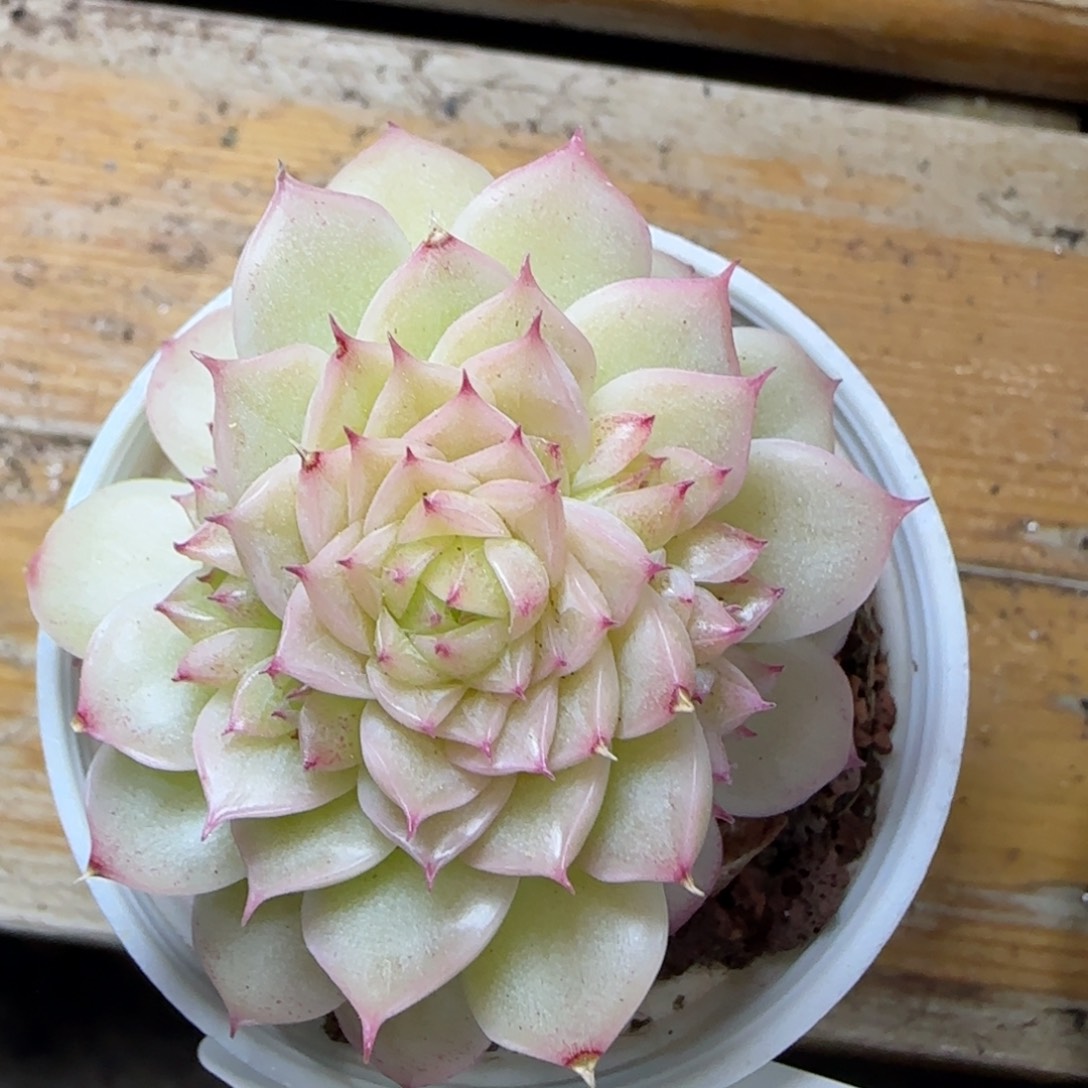 花语逸镜0311-271