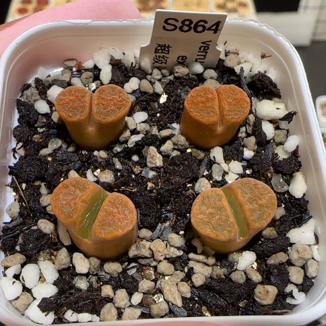 肉锥多肉植物百科25-超级蛋糕一盆833