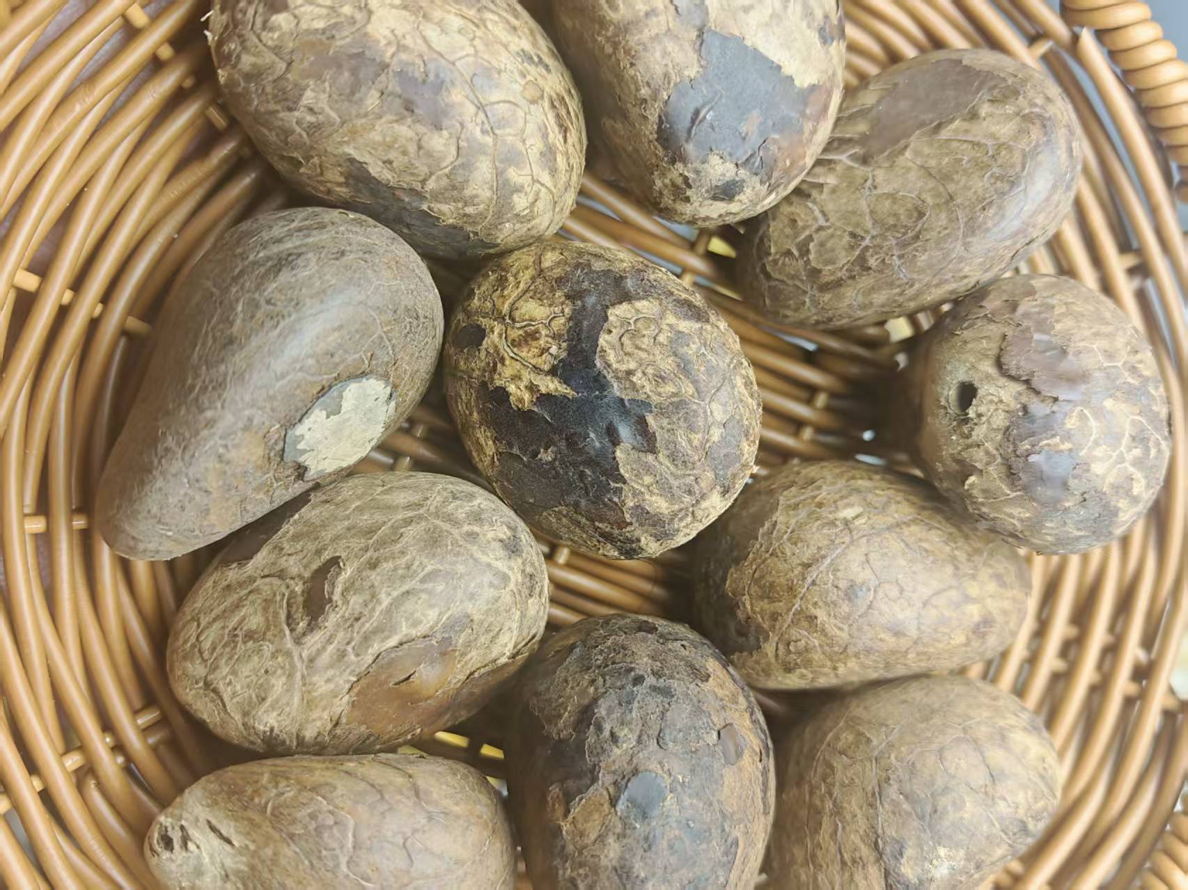 天然象牙果原果随机发