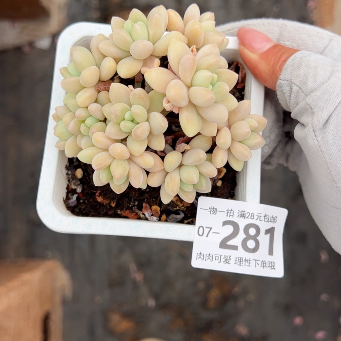 晚****卡奶酪蛋糕多肉多肉